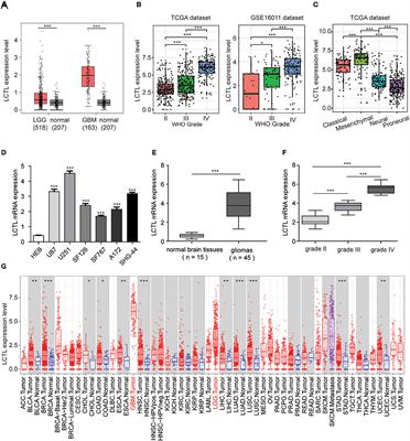 LCTL Is a Prognostic Biomarker and Correlates With Stromal and Immune Infiltration in Gliomas